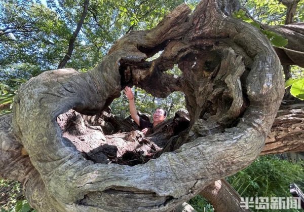 网上配资门户怎么登录 镂空的树洞里能站俩成人！“千年板栗树王”和它的5000个子孙们
